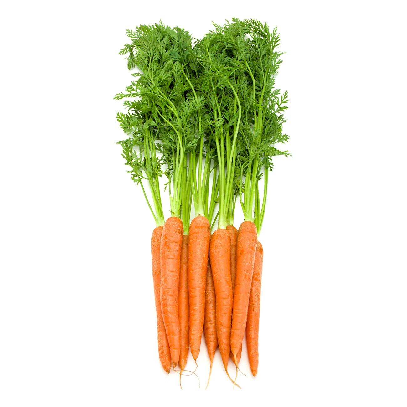 Carrots 4