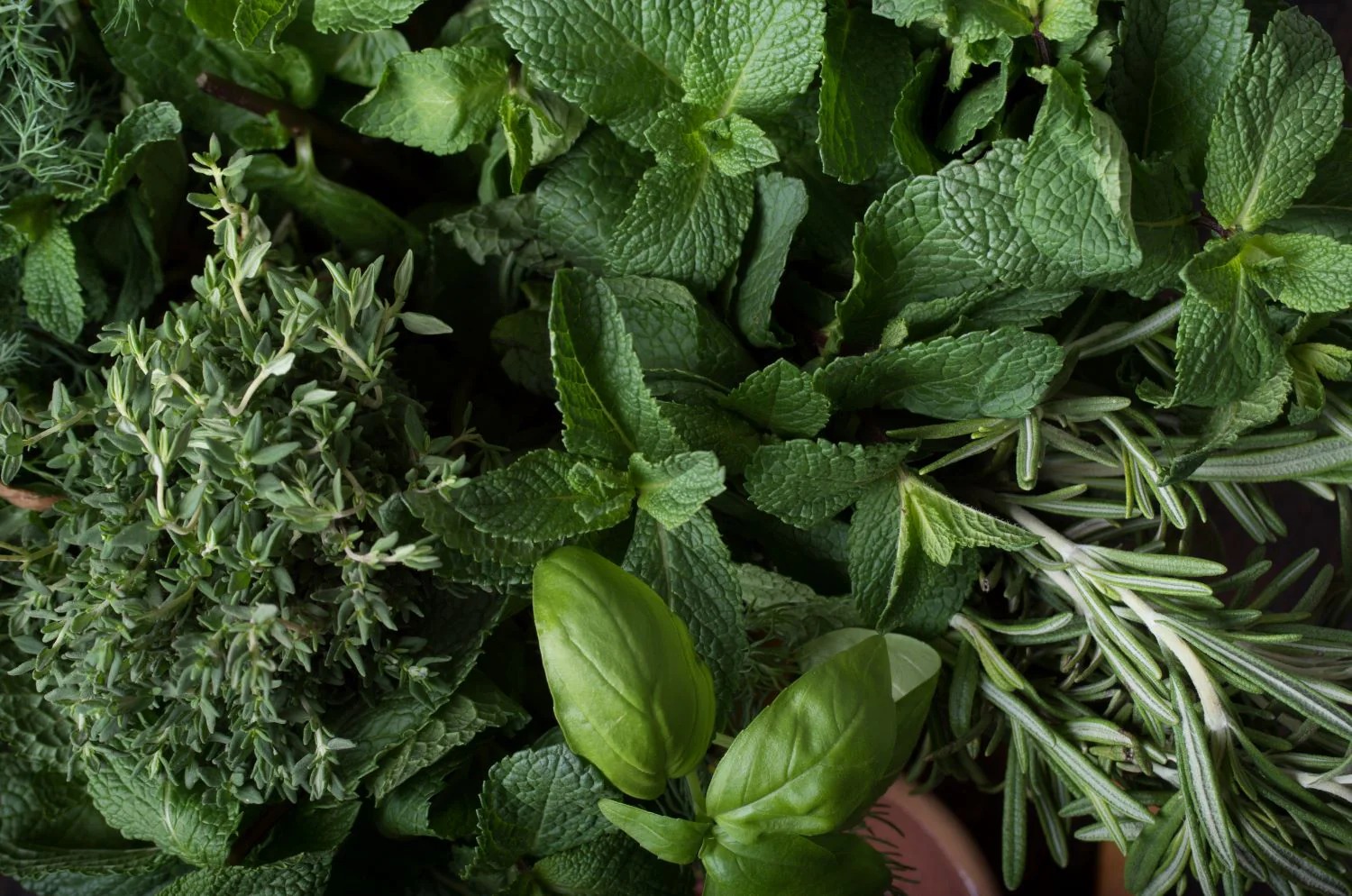 Herbs