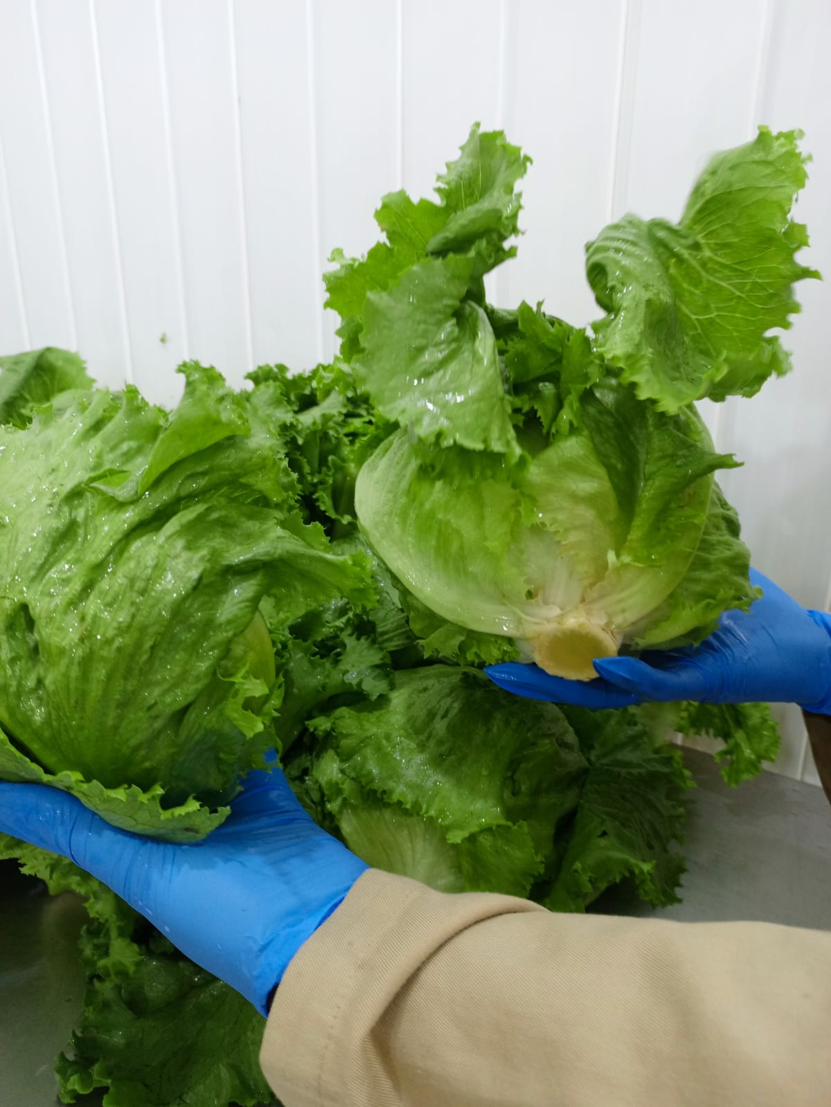Lettuce Iceberg