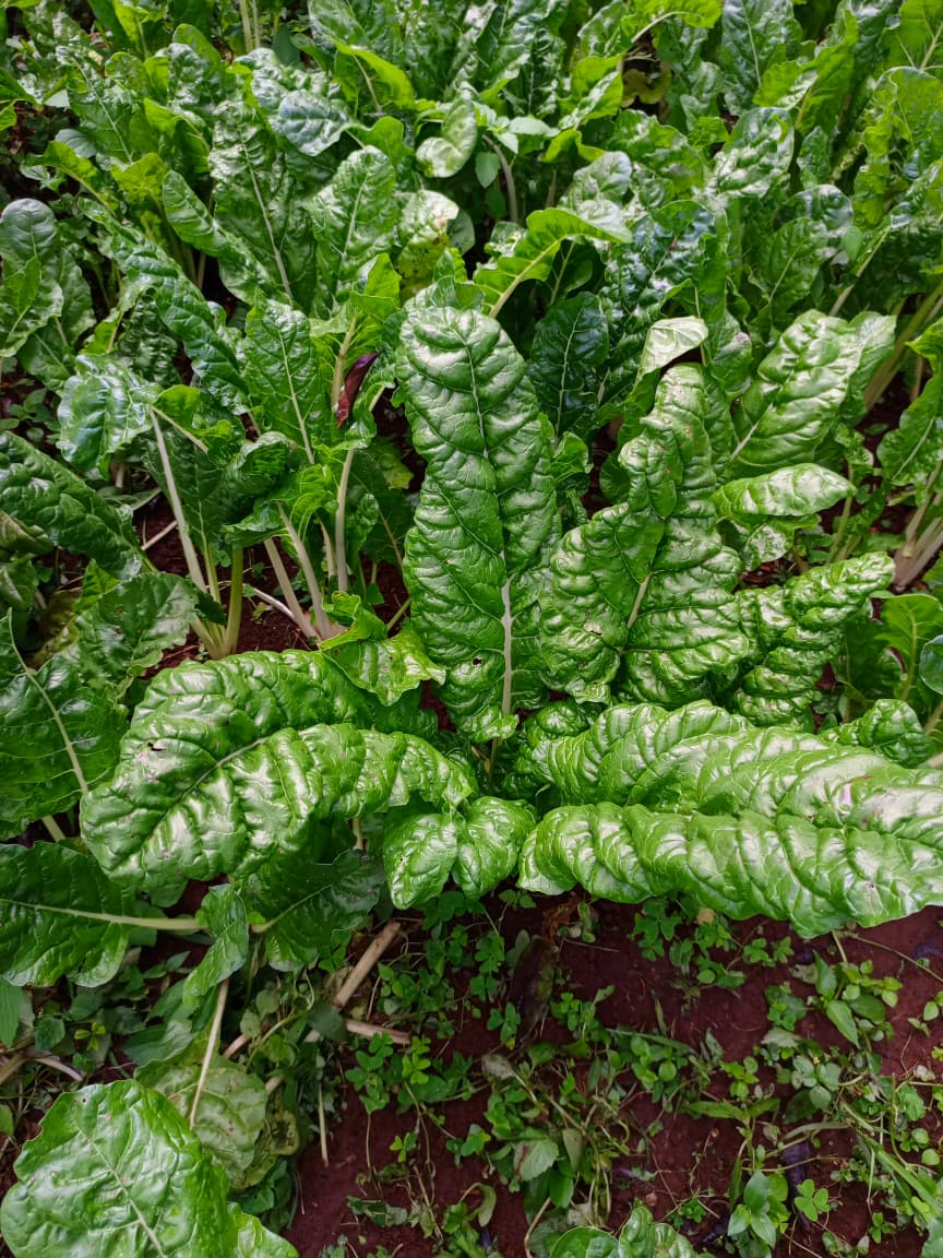 Spinach